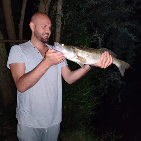 Zander