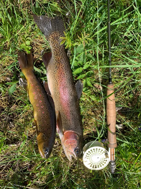 Regenbogenforelle
