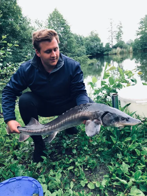 Stör