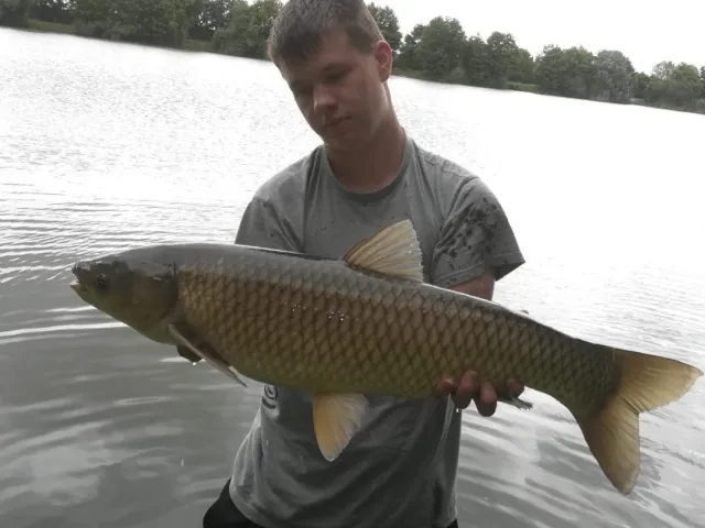 Graskarpfen