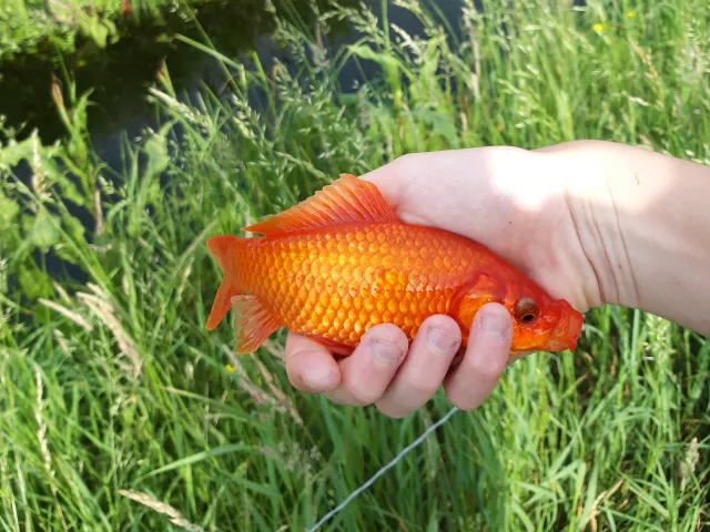 Goldfisch