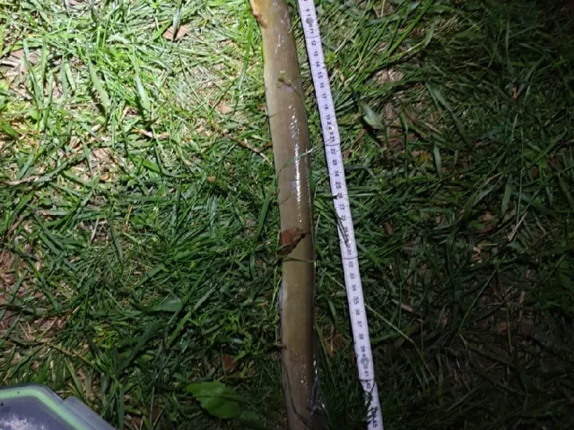 Aal