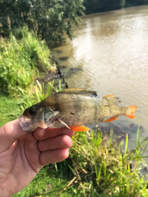 Flussbarsch