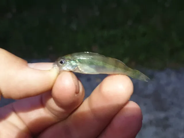 Flussbarsch