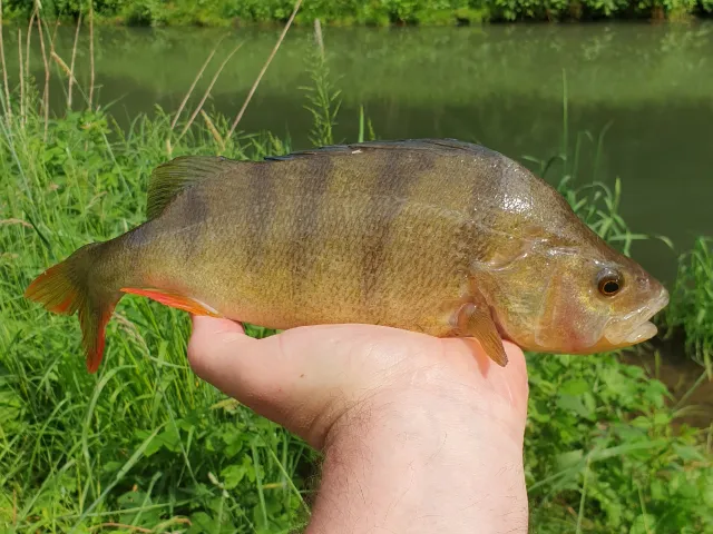Flussbarsch