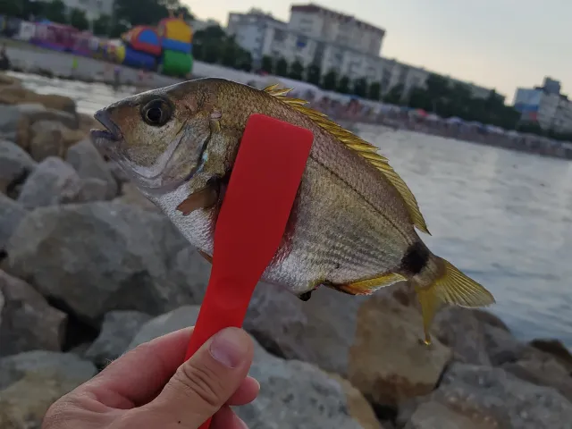Dorade