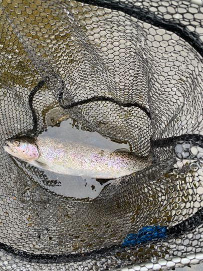 Regenbogenforelle