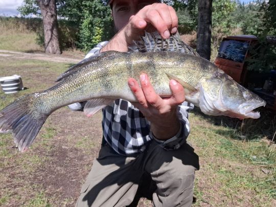 Zander