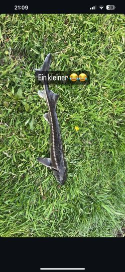 Stör