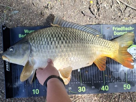 Karpfen