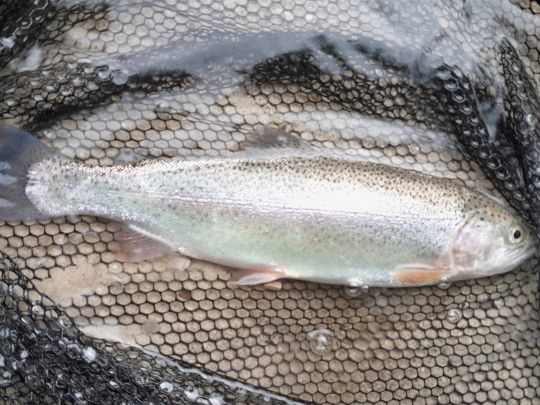 Regenbogenforelle