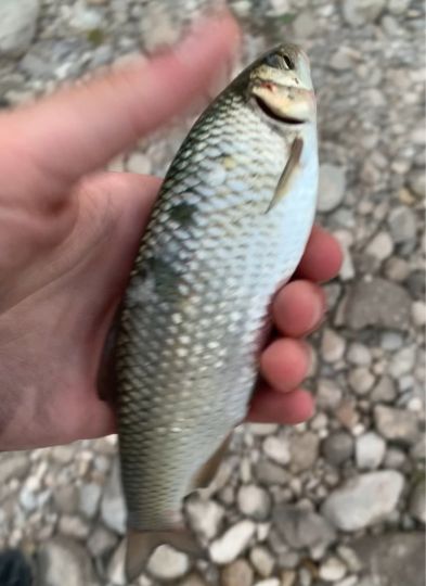 Döbel