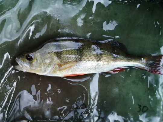Flussbarsch