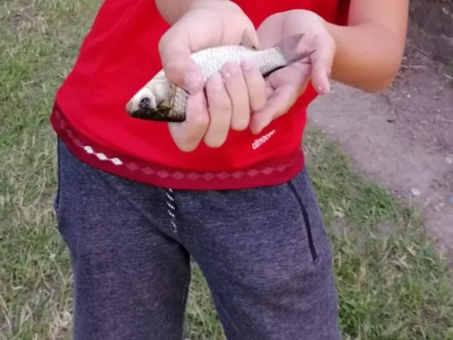 Giebel