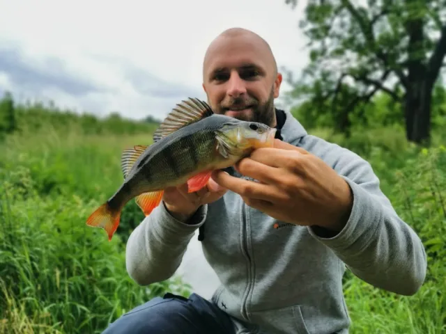 Flussbarsch