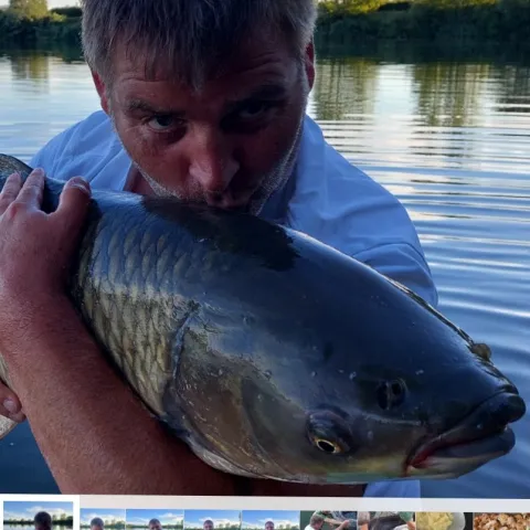 Graskarpfen