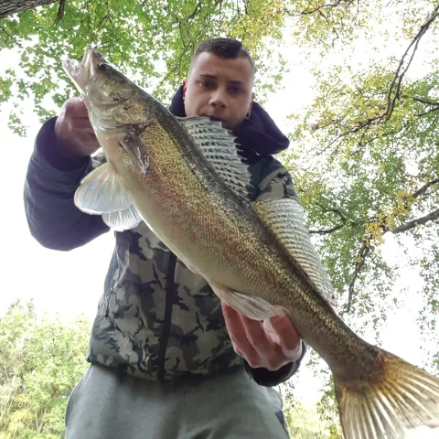 Zander