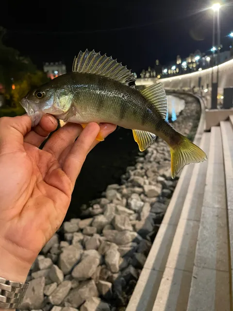 Flussbarsch