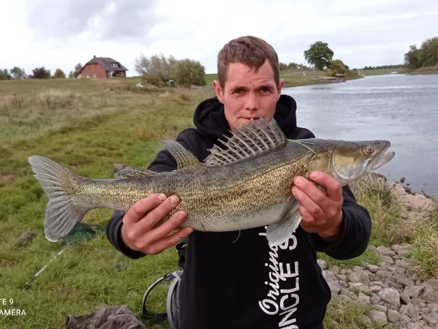 Zander