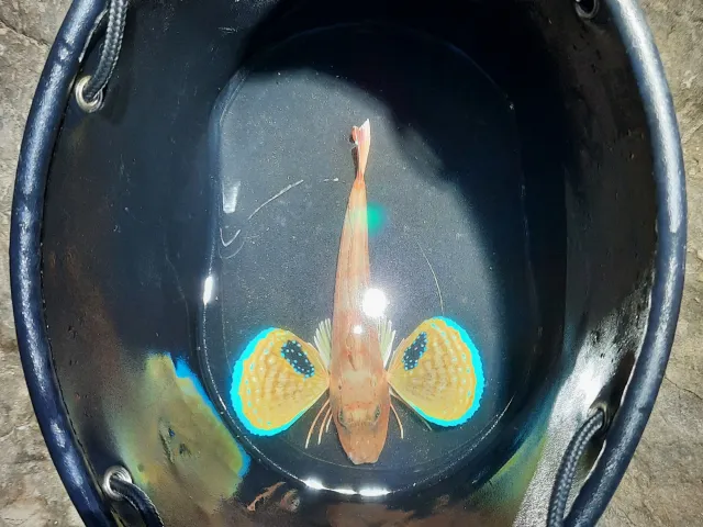 Knurrhahn (Roter)