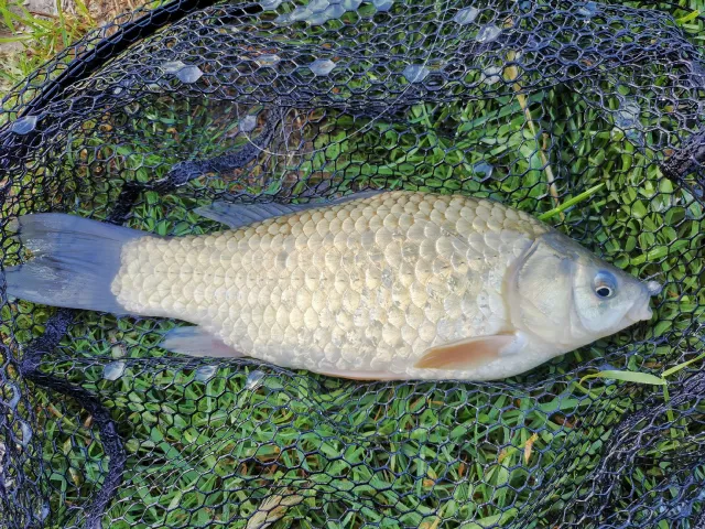 Giebel