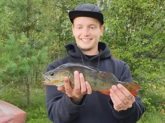 Flussbarsch