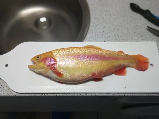 Goldforelle