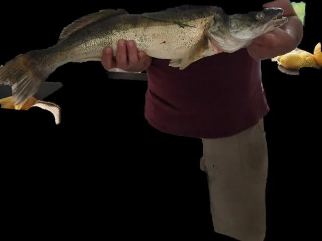 Zander