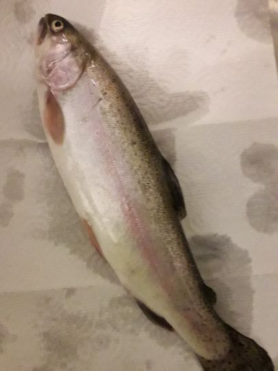 Regenbogenforelle