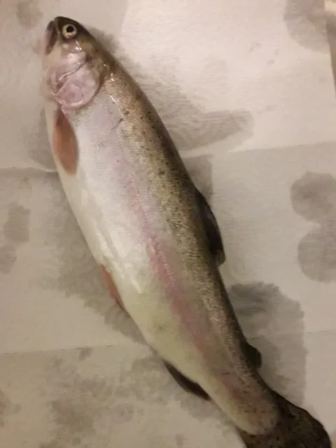 Regenbogenforelle