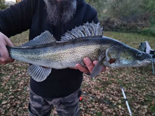 Zander