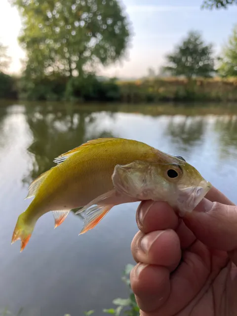 Flussbarsch