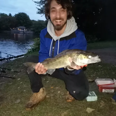 Zander