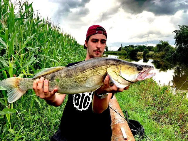 Zander