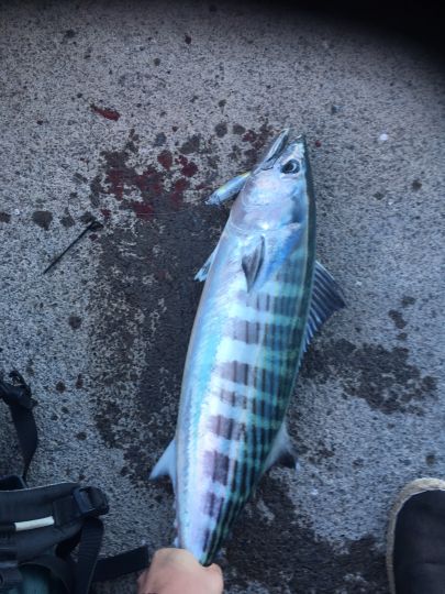 Bonito