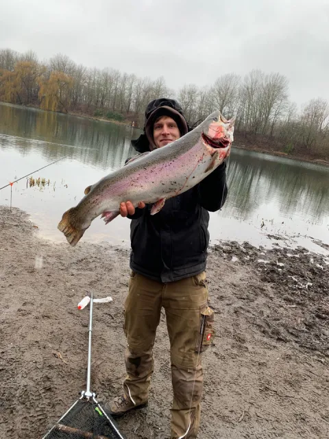Regenbogenforelle