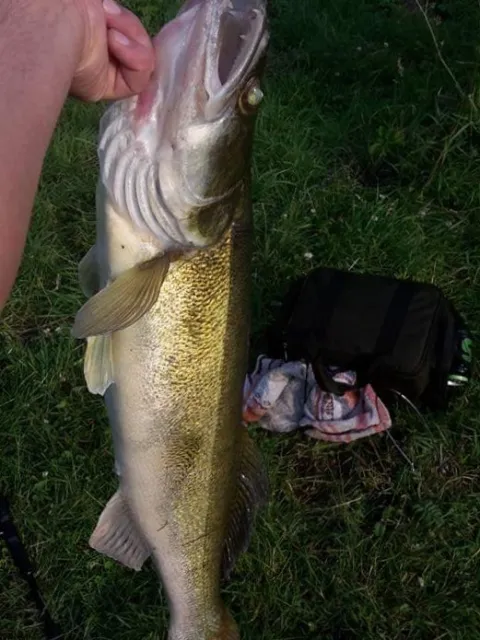 Zander