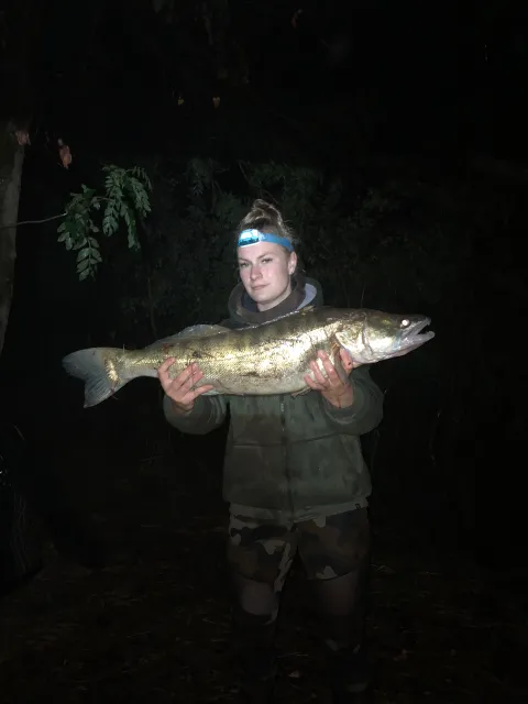 Zander
