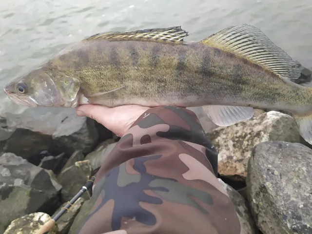 Zander