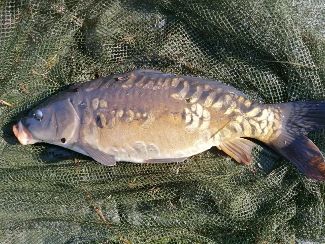 Karpfen
