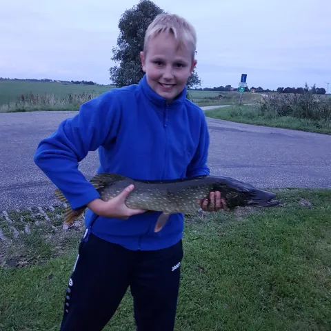 Hecht