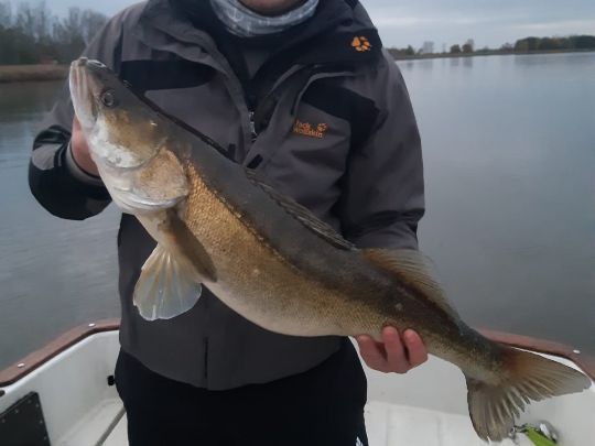 Zander