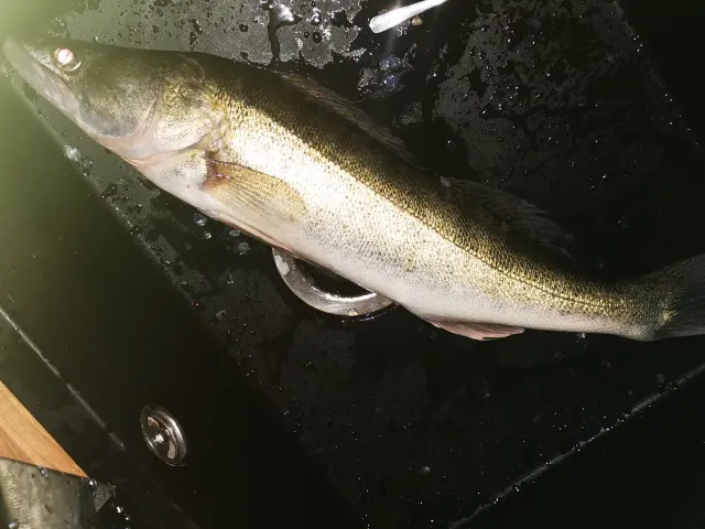 Zander