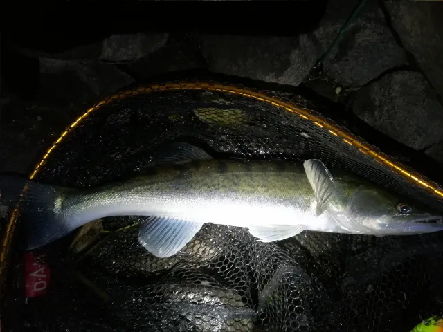 Zander