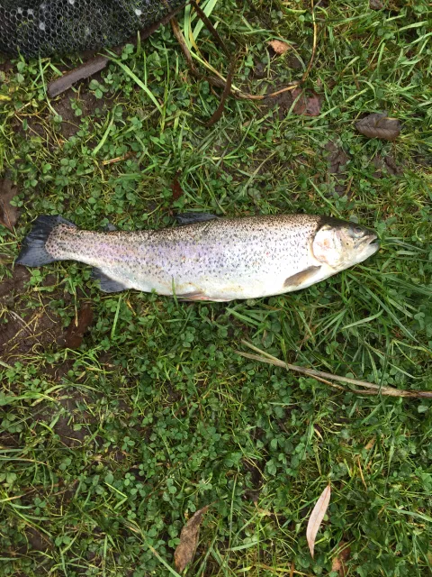 Regenbogenforelle