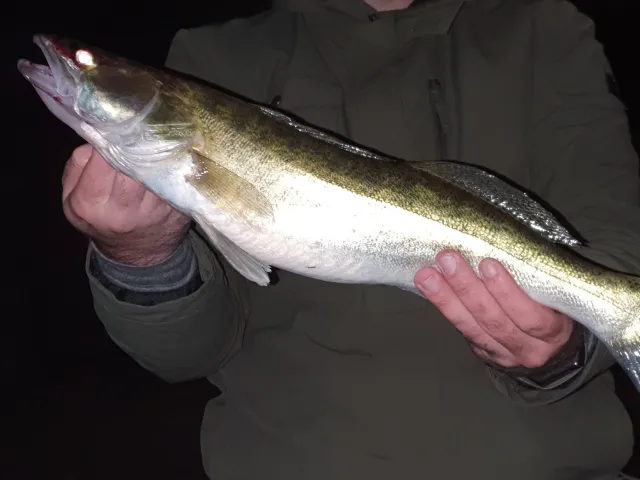 Zander