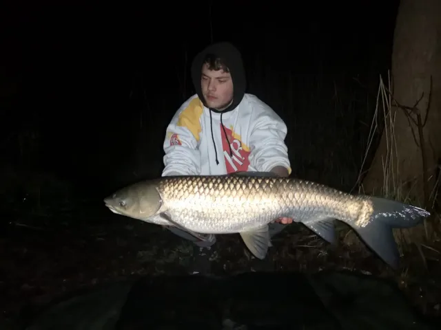 Graskarpfen