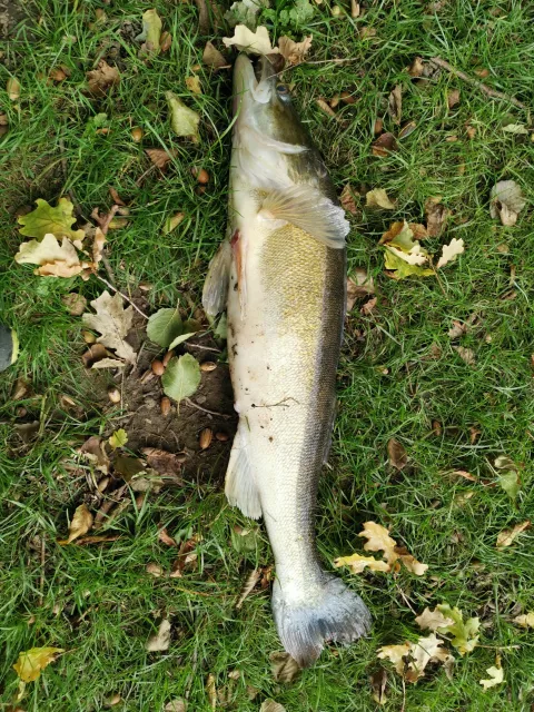 Zander