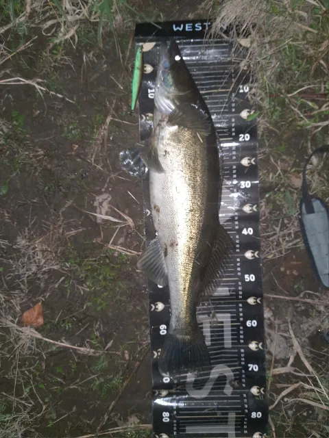 Zander