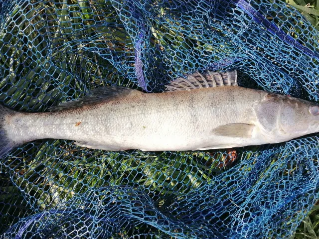 Zander